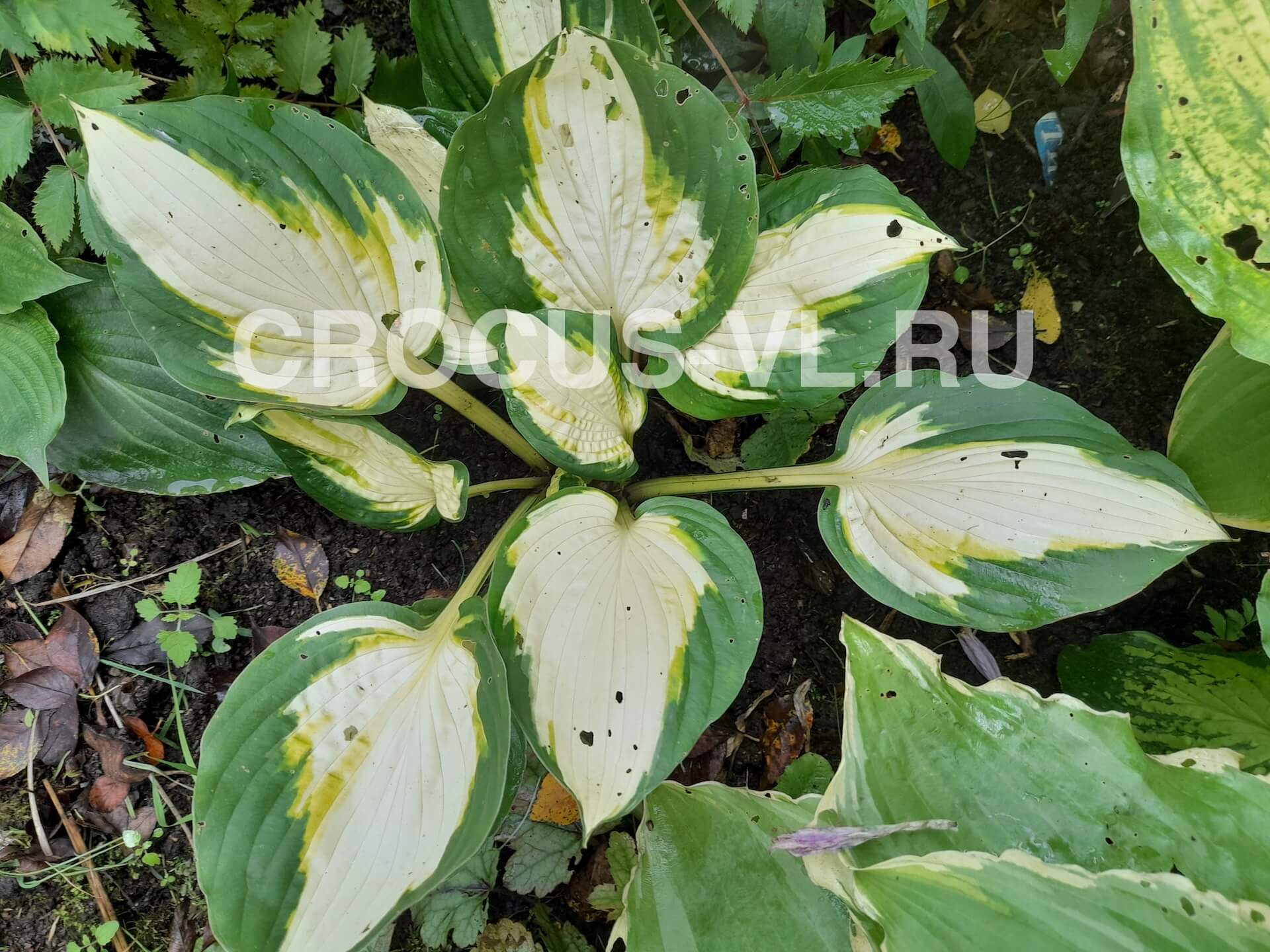 Хоста гибридная «Color Festival»